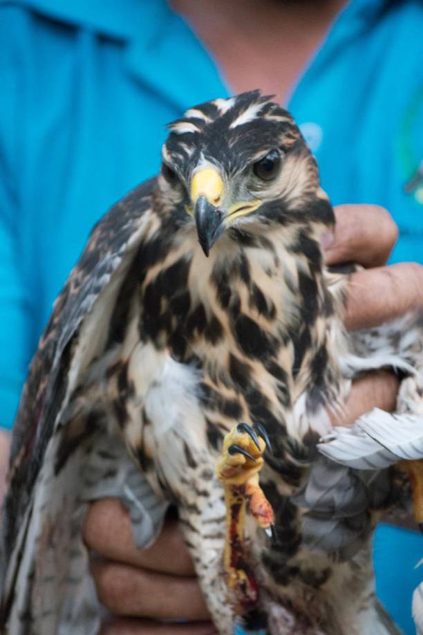 Los caminantes que han recorrido el cerro han fotografiado pizotes, puercoespines, cusucos, monos, pájaros de diferentes especies como carpinteros, guardabarrancos, trogones, entre otros.