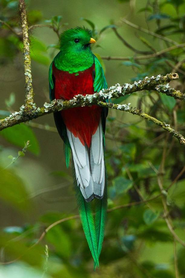 El Quetzal también se observa en esta zona, es el ave nacional de Guatemala, donde abunda. Es apreciada por sus colores brillantes.