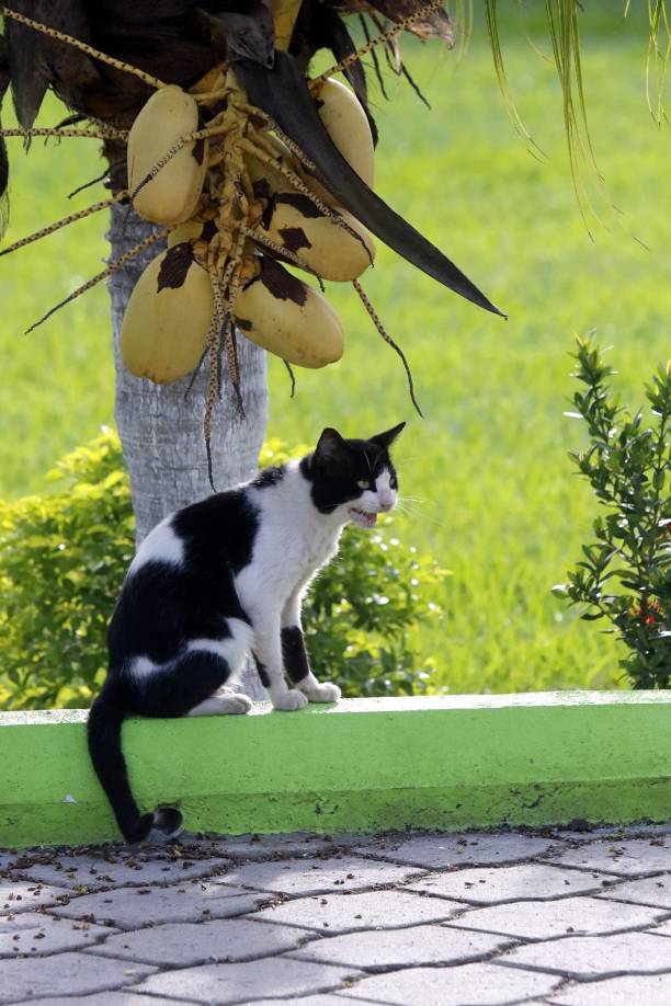 Este gato fue el invitado especial en la cueva del Monstruo Verde. No se quiso perder el entrenamiento del Marathón.