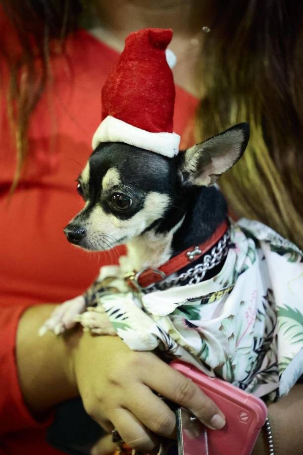 Las mascotas también llegaron al encendido del árbol de Navidad.