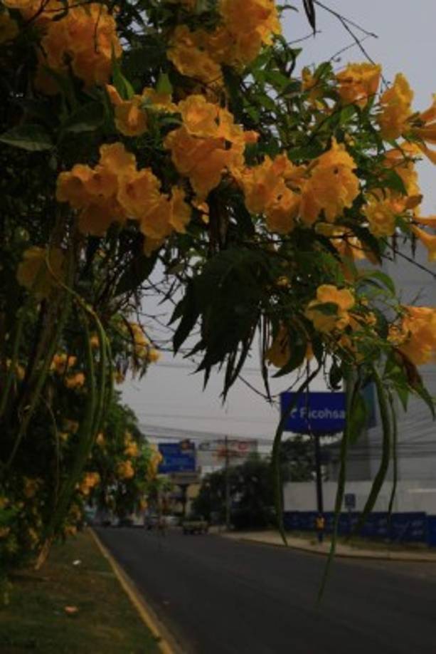 La caña fístula florece hasta mayo.