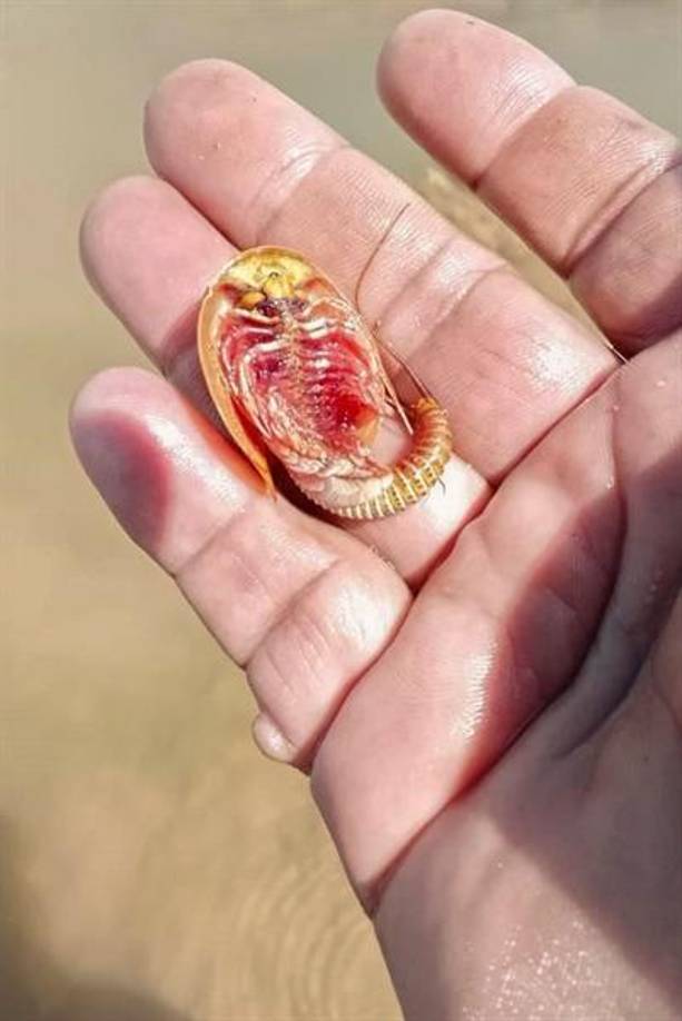 A unos 300 kilómetros al suroeste de Merzouga, en Zagora, una región formada en un 46 % por dunas, las excepcionales lluvias tormentosas e inundaciones que cayeron entre el 7 y 8 de septiembre resucitaron el lago Iriqui, de gran importancia ecológica para las aves migratorias que hacen la ruta entre Europa y África subsahariana.