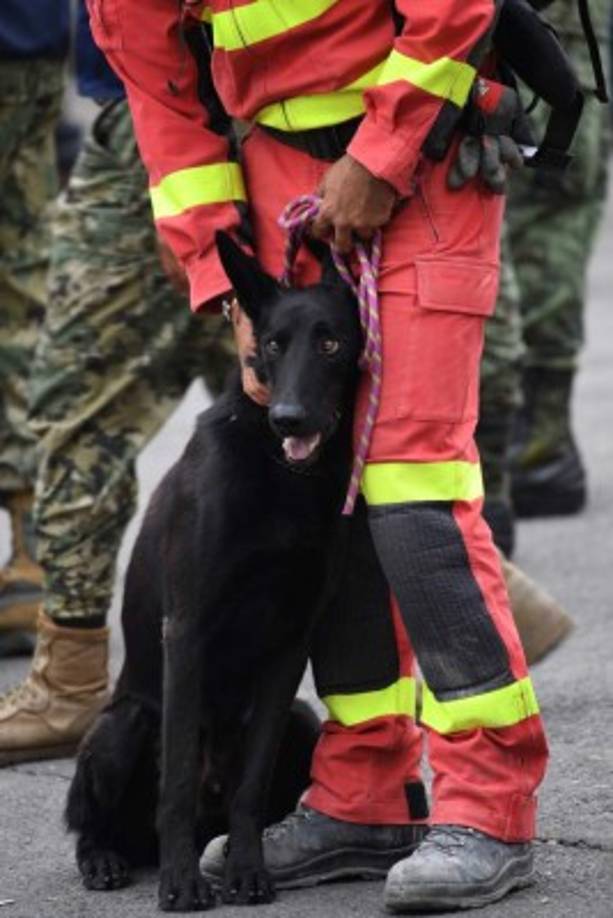 Algunos perritos viajaron desde diferentes puntos de mundo junto a los equipos de rescate humanos para ayudar a los hermanos mexicanos en este momento tan difícil.<br/>En foto miembros del equipo de rescate de España.<br/><br/>(AFP / PEDRO PARDO)