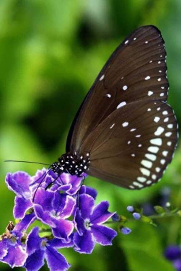 NATURA. Belleza en Sri Lanka. Mariposa “common crow” (Euploea core) en el Jardín de Mariposas en Moratuwa.