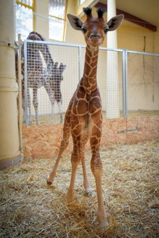 Hungría. Una mirada de jirafa. Una cría de jirafa de dos semanas parece posar para el fotógrafo en el zoológico de Debrecen.