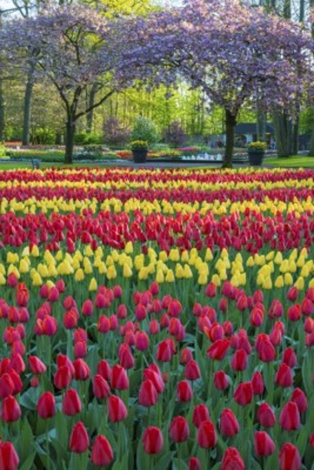 Holanda. En este país europeo, la flor estrella de la temporada son los tulipanes.