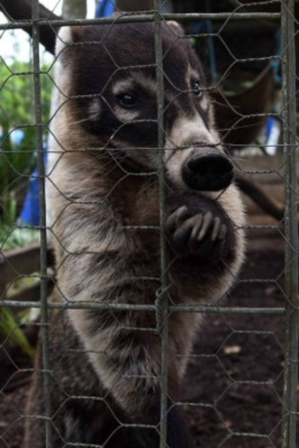 Las jaulas con barrotes de hierro y alambre y los establos se abren paso entre jardines en Joya Grande. El zoo se extiende por una explanada de 12 hectáreas de pastizales y una laguna, situada entre 220 hectáreas de colinas con una variedad de 184 plantas. AFP