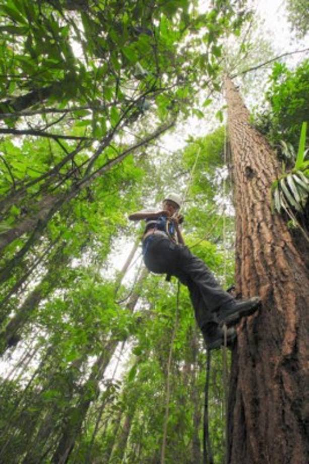 El Cusuco es considerado una zona de descanso en el corredor mesoamericano. Debido a esto su biodiversidad es única, encontrándose plantas y animales que no existen en ninguna otra parte del planeta.