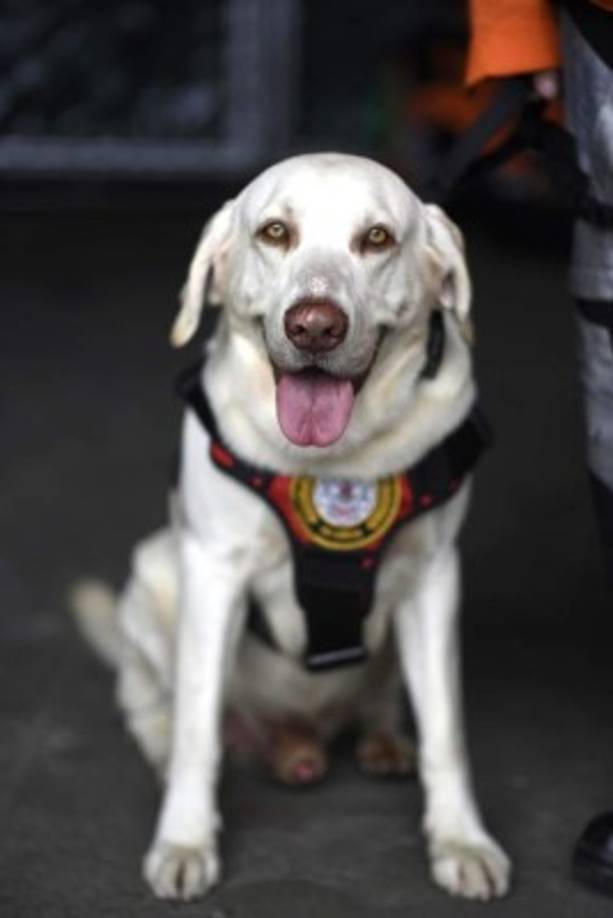 Otros tuvieron toda la disposición pero al final no pudieron viajar, como Drago de Guatemala.<br/><br/>Guatemala había anunciado el envió un equipo de rescate que contaba con la presencia del perro Drago, pero algunos problemas burocráticos lo retuvieron. <br/>'El problema fue que los trámites de autorización estaban hechos para que Drago viajara vía aérea junto al equipo de rescate, pero hubo inconvenientes logísticos y administrativos que no lo permitieron el vuelo, así que la delegación nacional tuvo que partir por tierra sin el agente canino', dijo la Coordinadora Nacional para la Reducción de Desastres (Conred) a La Prensa Libre.<br/><br/>(AFP / JOHAN ORDONEZ)