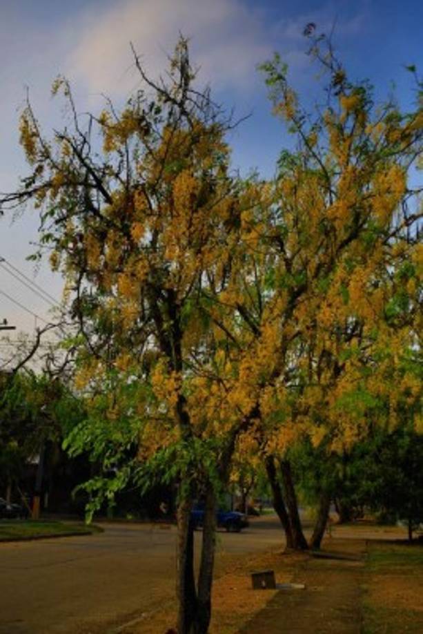 La caña fístula es el árbol nacional de Tailandia. En el barrio Los Andes y en la avenida circunvalación es común encontrarlo.