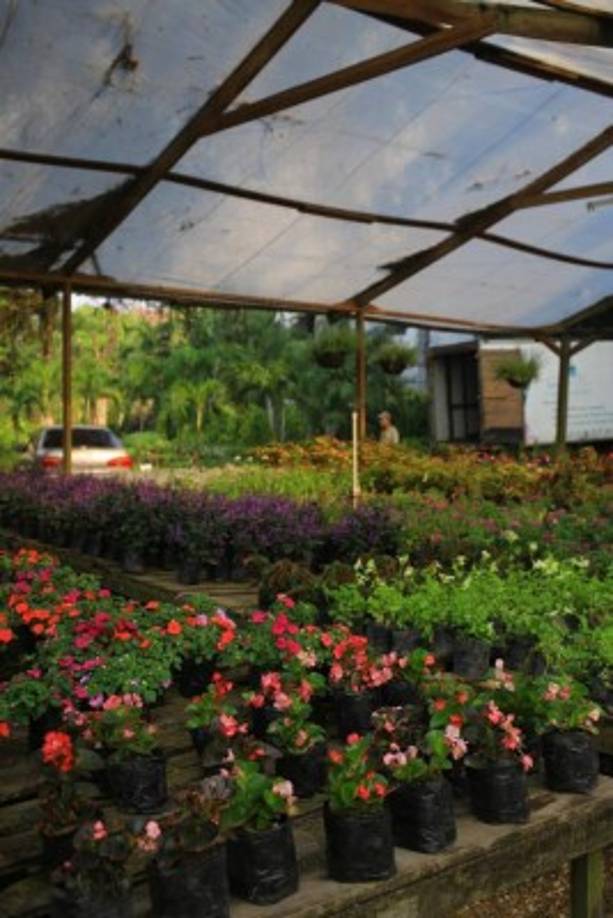 En viveros privados como el Caracol y en el municipal se cultivan todo tipo de flores.