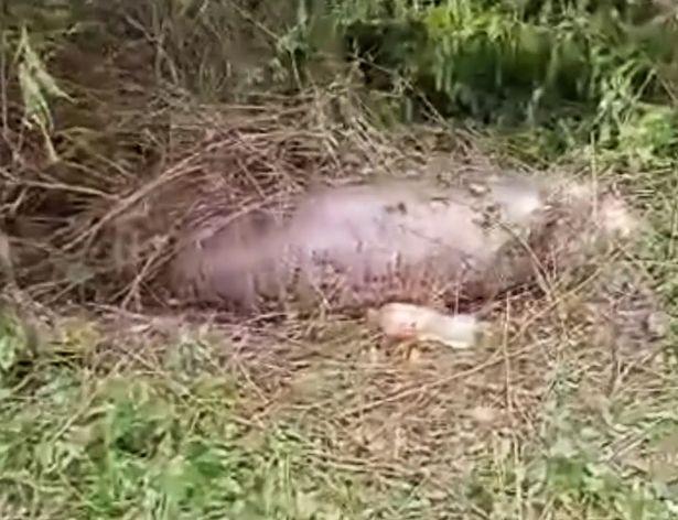 Viral: Serpiente explota luego de comerse una vaca entera y granjero revela video