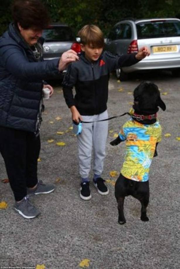 Los organizadores indicaron que de los fondos recibidos de esta actividad fueron dirigidos a los albergues y casas de adopción de perros que aún no tienen un hogar.