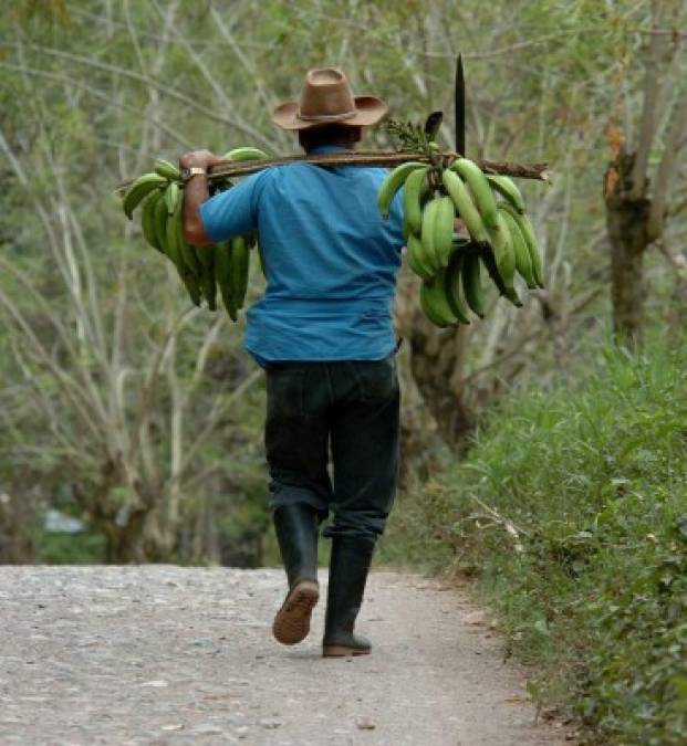Este campesino carga una mata de plátano, que se produce en el Valle de Sula y algunas zonas del litoral atlántico.