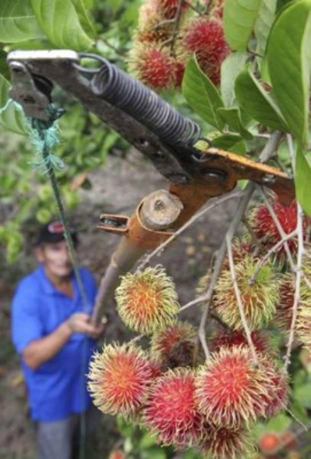 El rambután también ayuda a la salud del cabello y tienen sustancias importantes que mejoran la suavidad en la piel.