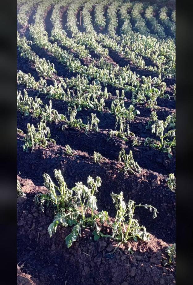 La Esperanza, Intibucá, amanece cubierta de hielo: Fotos