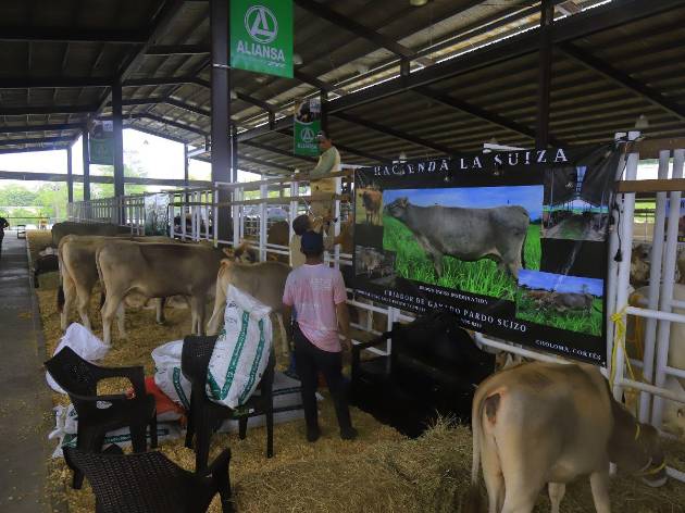Gobierno de Honduras invierte en mejoramiento de genética del hato ganadero