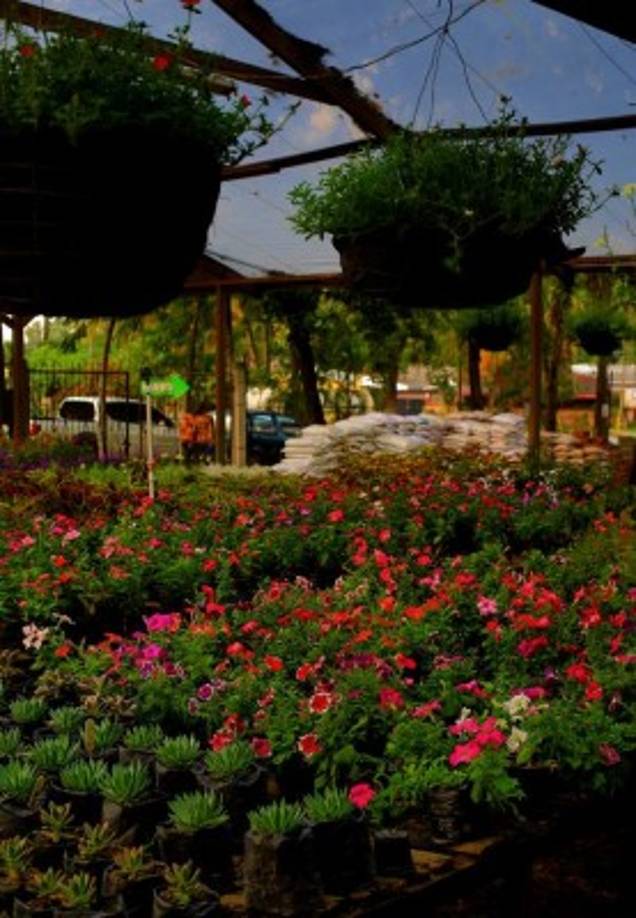 En los viveros sampedranos se encuentran diferentes tipos de plantas que son compatibles con el clima cálido de la ciudad.