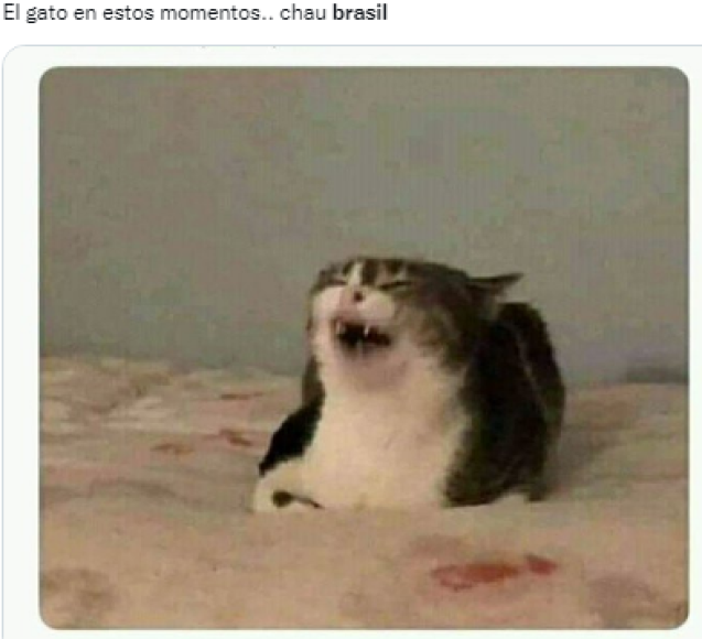 Los memes destrozan a Brasil tras eliminación: “La maldición del gato”