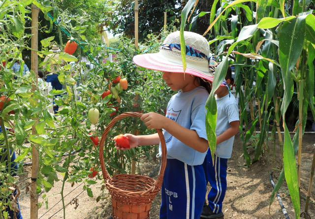 Huertos escolares, un programa municipal que enseña a cultivar con creatividad
