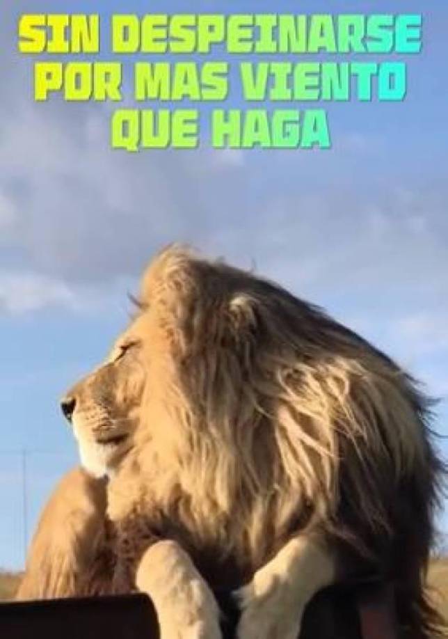 Los divertidos memes que dejó la gran final entre Olimpia-Olancho FC