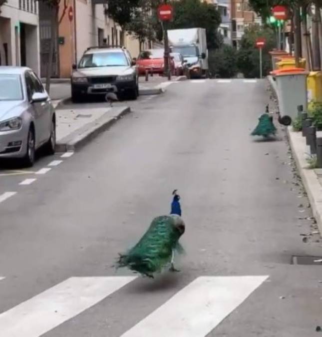 En las calles de Madrid fueron vistos estos pavos salvajes.<br/>