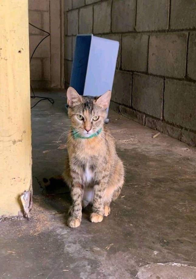 Tanto perros y gatos son beneficiados por su enorme cantidad dentro del centro de estudios. “Un día en la UNAH noté varios animales que estaban muy deteriorados en su aspecto físico, entonces se me ocurrió pedir ayuda en mis redes sociales para alimentarlos. Para mi sorpresa el impacto que generó esa publicación fue masiva, varios se sintieron identificados y se unieron poco a poco”, comentó O’Hara en entrevista para Honduras Tips. 