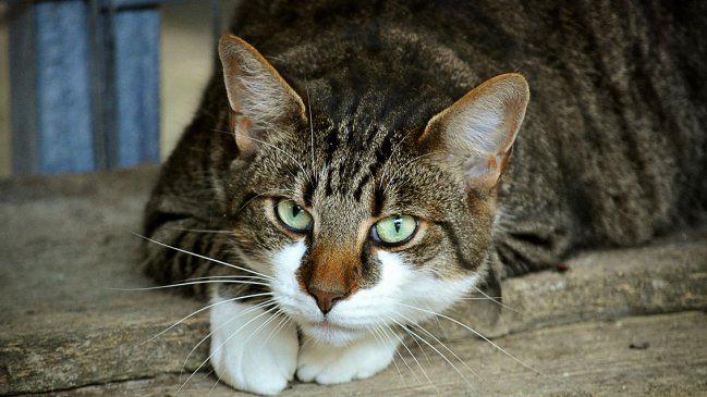 ¡Alerta! estas son las señales de que un gato podría morir pronto