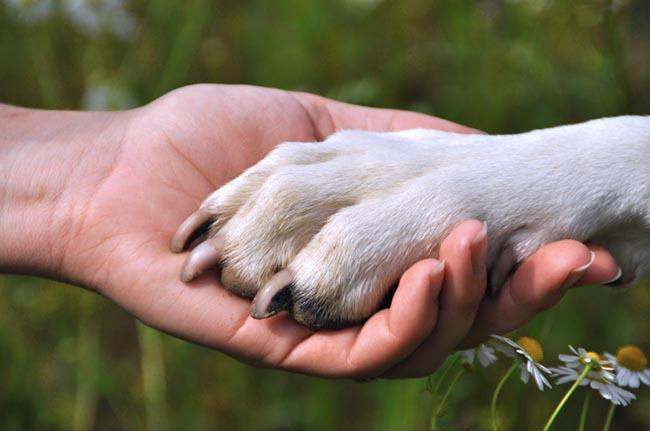 ¿Pueden los perros detectar enfermedades?, su comportamiento podría revelarlo