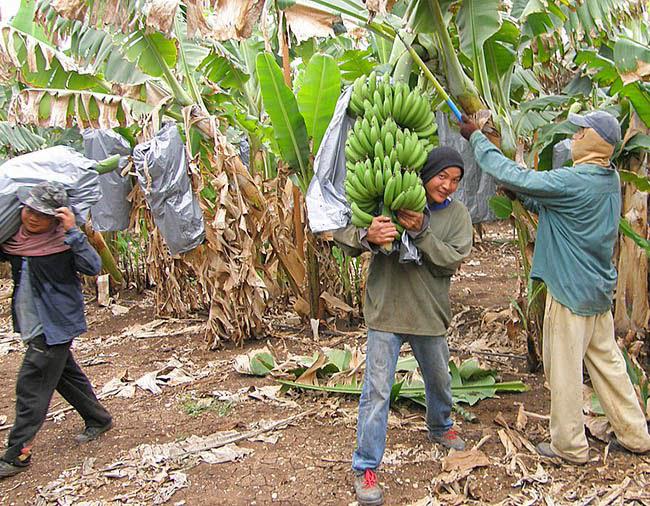 Standard anuncia el cierre de dos fincas de banano en Olanchito