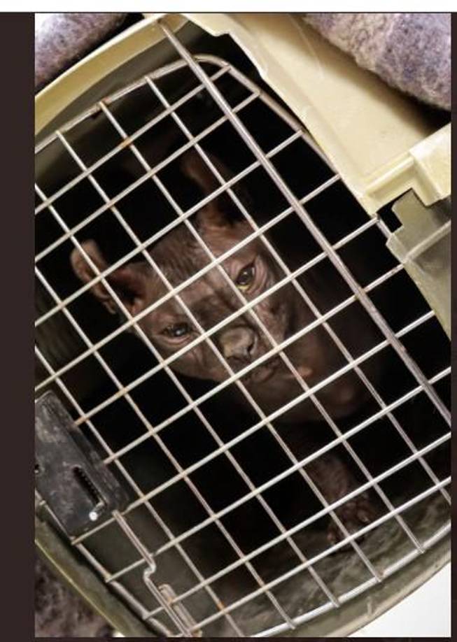 “Trae una ligera infección en oído y ojos, la cuestión de los tatuajes, como lo marca nuestro reglamento, sí es un maltrato animal, ya que toda mutilación o marcaje innecesario se considera como un maltrato evidente”, expresó Poggio ante los medios.