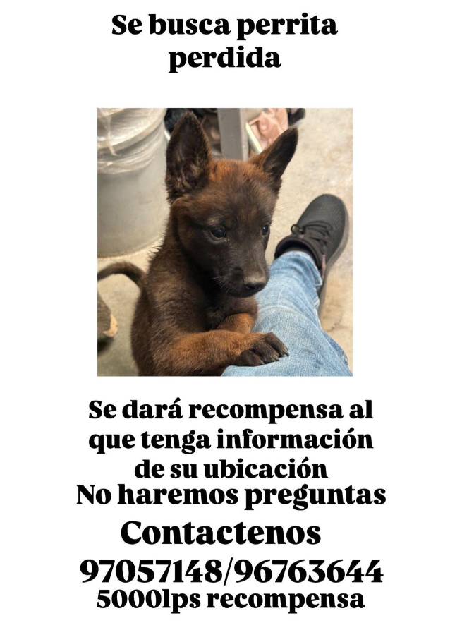 El número al que pueden llamar para dar información de la perrita.