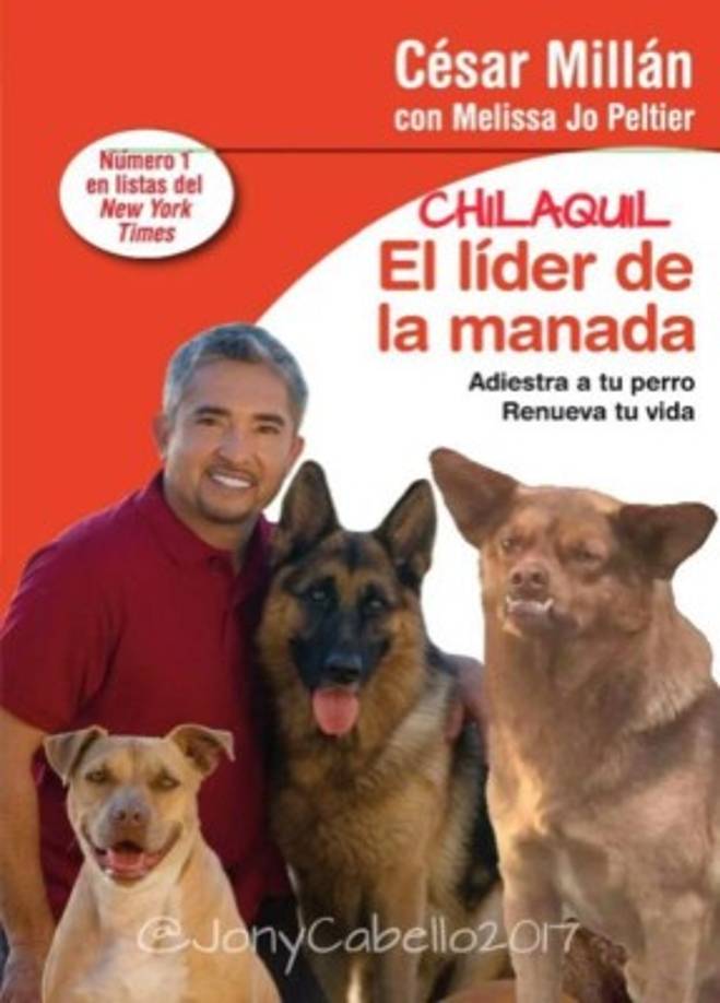 Pamela Reuse, de la Agrupación Patitas Victoria en Chile está buscando una familia para Murci, alias 'Chilaquil'.