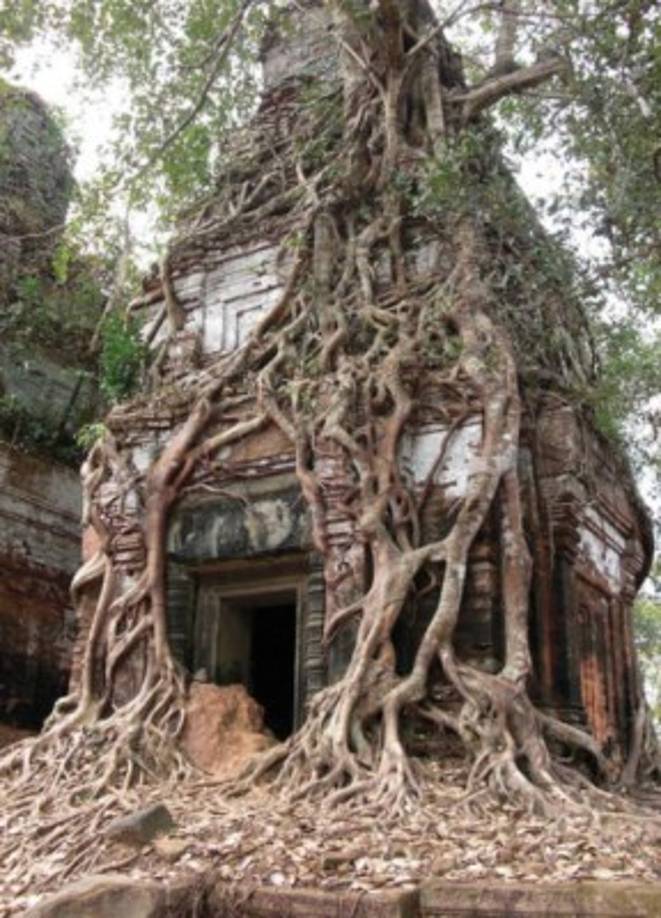 Una casa es envuelta en las raíces de un árbol ¿Te atreverías a entrar ahí?