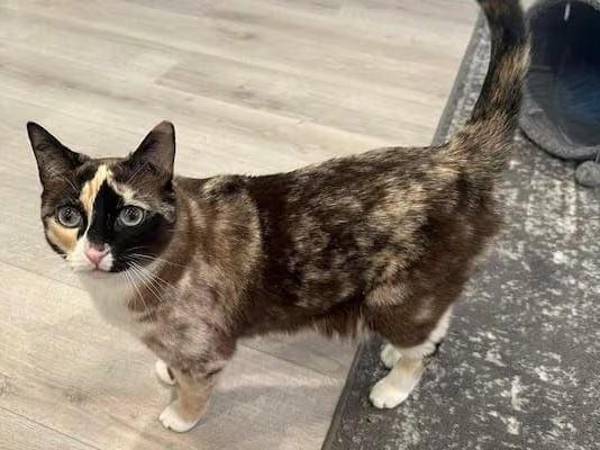 La mascota, llamada Galena, estaba hambrienta y sedienta luego de seis días en la caja de cartón.