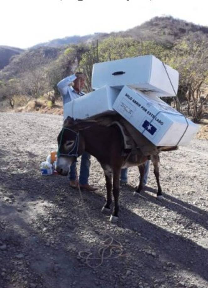 Nada impidió que las elecciones primarias 2021 se celebraran en todos los rincones de Honduras. Hasta los burros fueron utilizados como medio de transporte para llevar el material electoral.