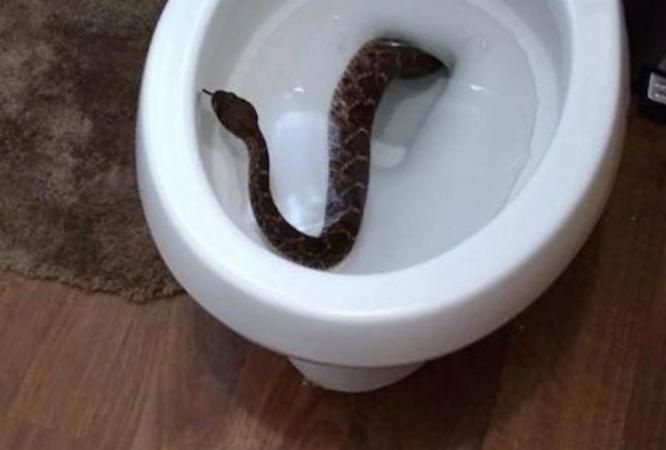 “Muy aterrador”: Mujer es mordida por serpiente escondida en el inodoro de su hogar