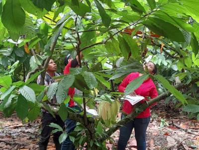La experiencia agroforestal de Honduras, es un referente en Centroamérica, gracias a las investigaciones que ha realizado el Curla.