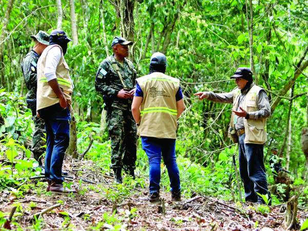<b>La Fuerza de Tarea Ambiental comenzó a intervenir en la montaña de El Merendón.</b>