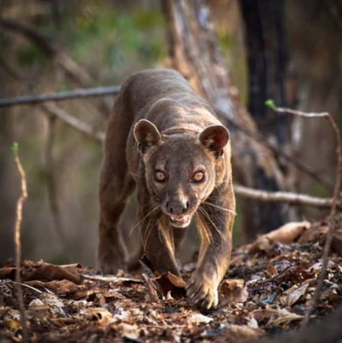 Fossa<br/><br/>Cryptoprocta ferox o Fossa, es un mamífero carnívoro. Es un miembro de los Eupleridae, una familia de carnívoros estrechamente relacionados con la familia de las mangostas (Herpestidae), aunque su aspecto físico la haga ver como un felino. Vive en Madagascar y actualmente se halla en peligro de extinción.<br/>Imagen tomada de http://www.napleszoo.org/fosa