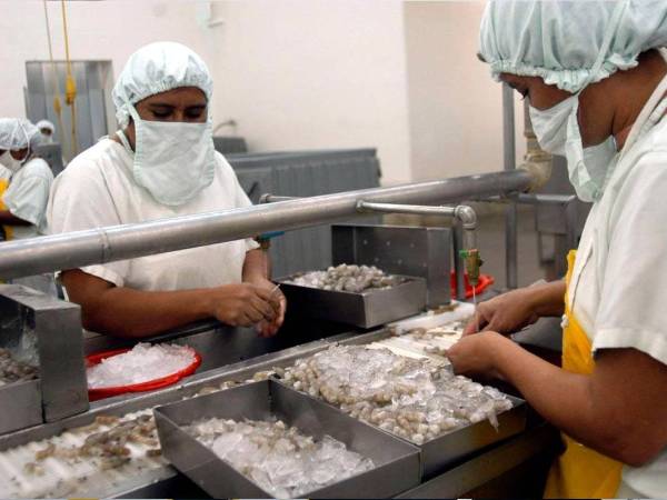 Los acuicultores hondureños enviaron a mediados de julio dos contenedores con 36 toneladas de camarón al mercado de China.