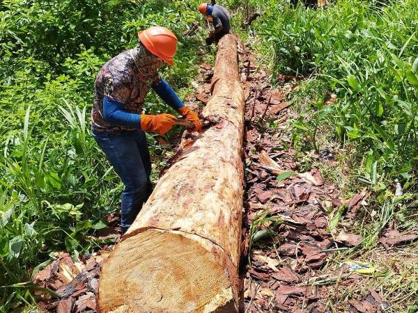 En riesgo 11 departamentos de Honduras por la presencia del gorgojo descortezador. Ya han cortado miles de árboles por la plaga.