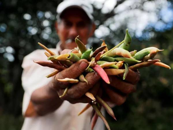 Un campesino muestra vainas de frijoles recolectadas.