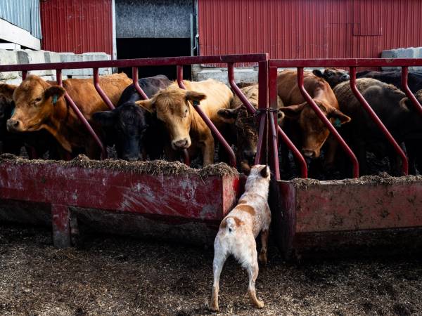 Se ha descubierto que los fertilizantes elaborados de aguas negras contienen “químicos eternos” tóxicos.