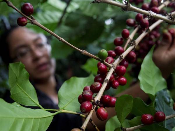 Una mujer corta café en una finca hondureña.