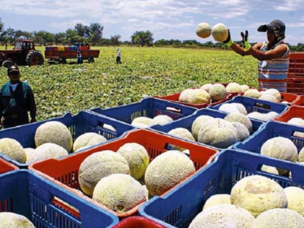 Cifras extraoficiales indican que <b>Grupo Sol </b>cultiva alrededor de 6,000 manzanas de melón en Soledad, El Paraíso y Santa Ana de Yusguare, Choluteca.