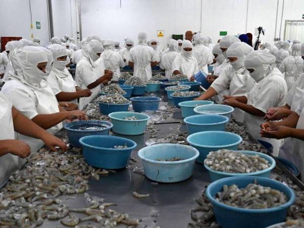 <b>Honduras produce camarón fresco y congelado para diversos mercados.</b>