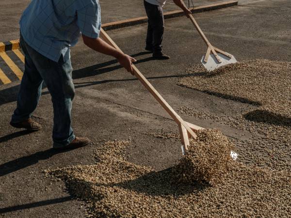 Cafico, una colectiva, produce café de especialidad. Trabajadores esparcen granos en una plantación de Cafico.