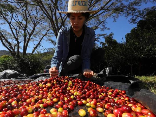 En su finca, de 3,5 hectáreas, Linda Pérez saca unos 50 quintales de café oro, la mayoría exportados a Alemania.