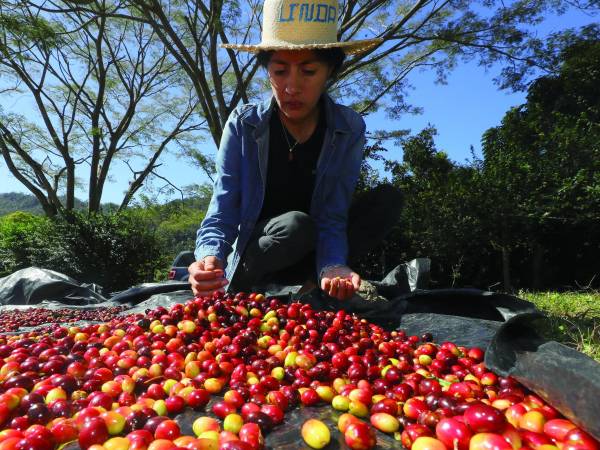 Una hondureña escoge café en una finca de Honduras.